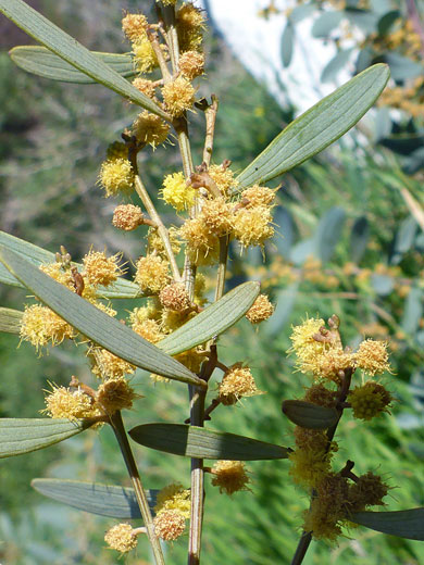 Vanilla-Scented Wattle; Acacia redolens (vanilla-scented wattle), Sunset Cliffs, San Diego, California