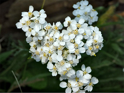Common Yarrow; White flowers of achillea millefolium (common yarrow), Yellowstone National Park