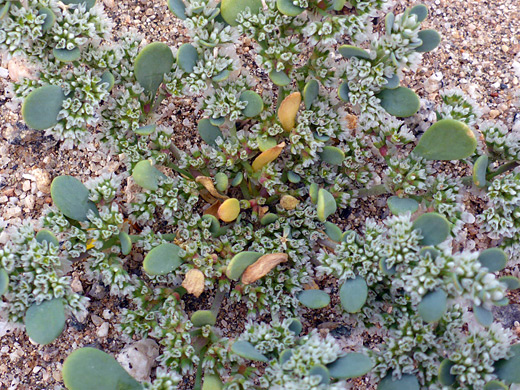 Frost-Mat; Thick greenish leaves and tiny white flowers; achyronychia cooperi, Pinto Peak, Joshua Tree National Park, California
