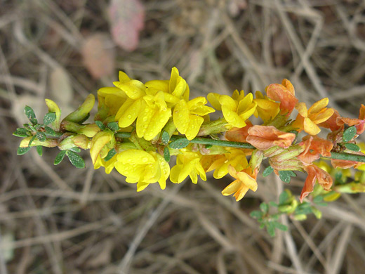 Western Deerweed; Upper stem of acmispon glaber, Point Reyes National Seashore, California