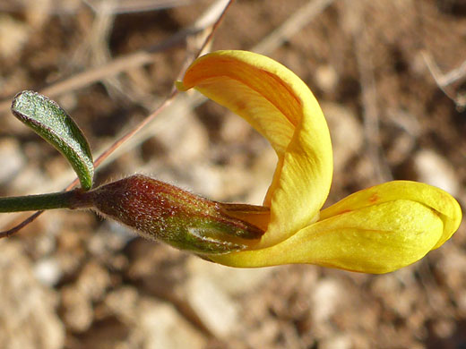 Desert Rock Pea; Yellow flower of acmispon rigidus, Tortolita Mountains, Arizona