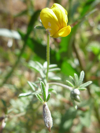 Strigose Bird's-Foot Trefoil; Yellow flower of acmispon strigosus, in Tubb Canyon, Anza Borrego Desert State Park, California