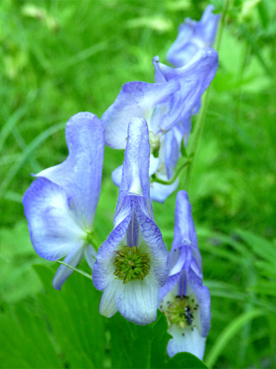 Columbian Monkshood; Light blue, hood-shaped flowers of Columbian monkshood (aconitum columbianum), Yellowstone National Park