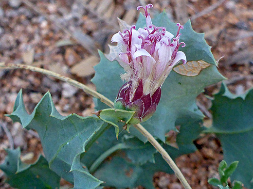 Desert Holly; Green/purple phyllaries and pink disc florets - acourtia nana in Rincon Valley, Tucson, Arizona