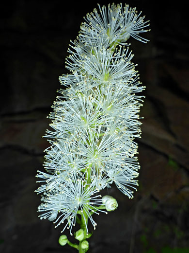 Arizona Bugbane; Actaea arizonica (arizona bugbane), West Fork of Oak Creek, Sedona, Arizona