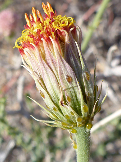Cooper's Dogweed; Adenophyllum cooperi, Bristol Mountains, Mojave Trails National Monument, California