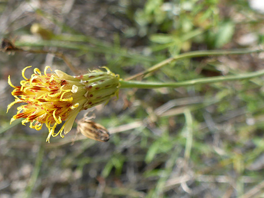 San Felipe Dogweed; Adenophyllum porophylloides, along the Baker Mine Trail in Organ Pipe Cactus National Monument, Arizona