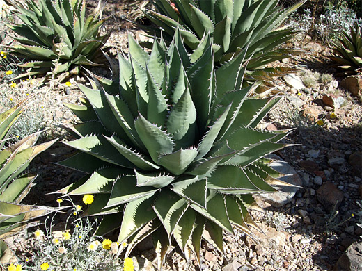 Agave shawii, Shaw's agave