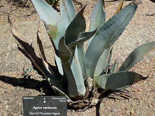 Sacred Mountain agave