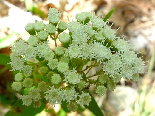 Santa Rita Snakeroot; White disc florets of ageratina paupercula, along the Long Canyon Trail, Sedona, Arizona