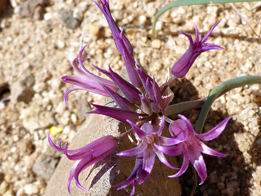 Fringed Onion; Allium fimbriatum, Sand to Snow National Monument, California