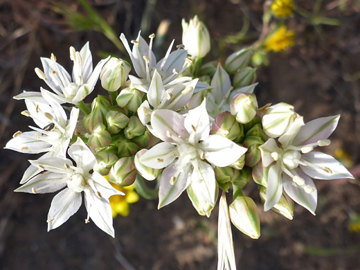 Pitted Onion; Two developing flower clusters; allium lacunosum, Antelope Valley Poppy Reserve, California
