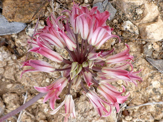 Parish's Onion; Allium fimbriatum, Joshua Tree National Park, California