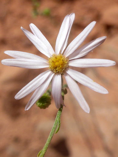 Alkali Marsh Aster; White flowerhead of almutaster pauciflorus, along the Syncline Loop Trail in Canyonlands National Park, Utah