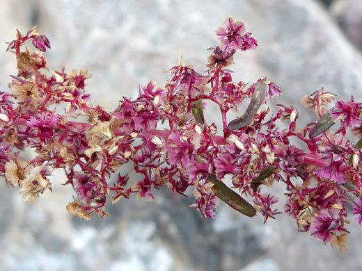 Fringed Amaranth; Amaranthus fimbriatus (fringed amaranth), Arrow Canyon, Nevada