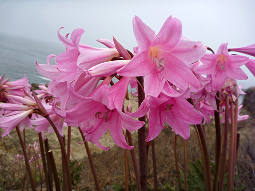 Belladonna Lily; Pink flowers of amaryllisa belladonna - Mendocino Headlands State Park, California