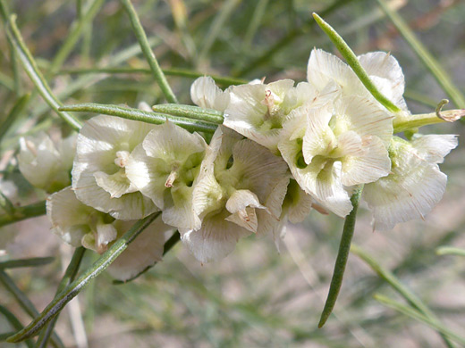 White Burrobrush; White fruits and green leaves; ambrosia salsola, Contact Mine Trail, Joshua Tree National Park, California