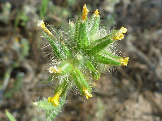 Common Fiddleneck; Withered yellow flowers of amsinckia intermedia, in Ford Canyon, White Tank Mountains, Arizona