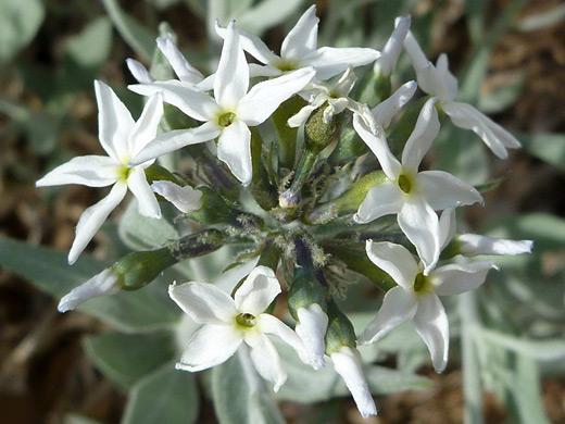 Woolly Bluestar; Five-petaled white flowers - amsonia tomentosa (small leaved amsonia), near Little Finland, Lake Mead
