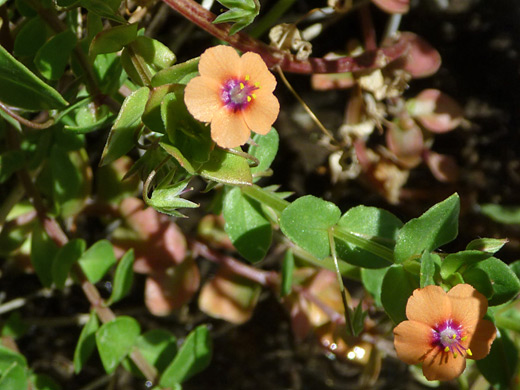 Scarlet Pimpernel; Small orange flowers of anagallis arvensis, in Hellhole Canyon, Anza Borrego Desert State Park, California