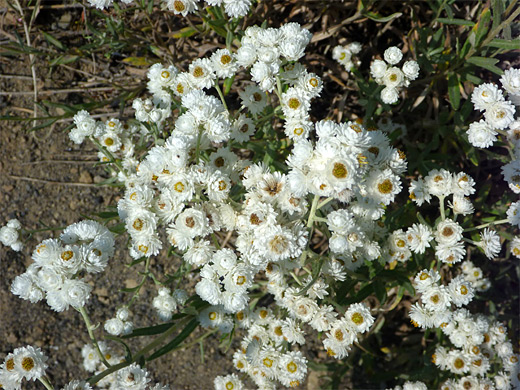 Western Pearly Everlasting; Many small flowers of anaphalis margaritacea (western pearly everlasting), Yellowstone National Park