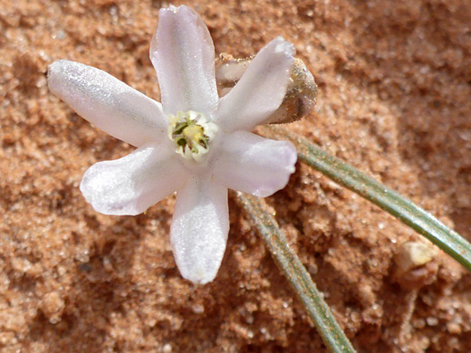 Pink Funnel Lily; White, six-petaled flower - androstephium breviflorum at Little Egypt, Utah