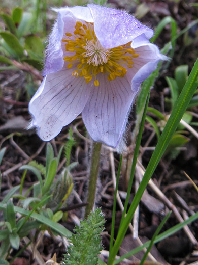 American Pasqueflower; Large, pale purple flower of anemone patens, near Lone Peak, Evergreen, Colorado