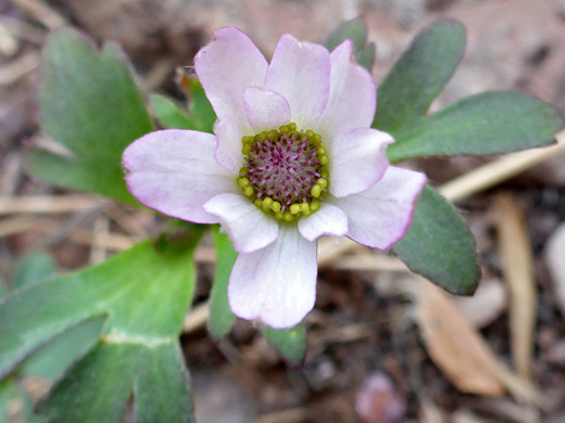 Tuber Anemone; Purple-centered flower of anemone tuberosa, Parsons Trail, Sycamore Canyon, Arizona