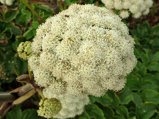 Seacoast Angelica; Angelica lucida in Sisters Rocks State Park, Oregon