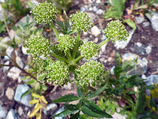 Smallleaf Angelica; Withered flowers of angelica pinnata, along the Titcomb Basin Trail, Wind River Range, Wyoming