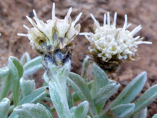 Low Pussytoes; Two white flowerheads, with brown phyllaries; antennaria dimorpha, Northgate Peaks Trail, Zion National Park, Utah