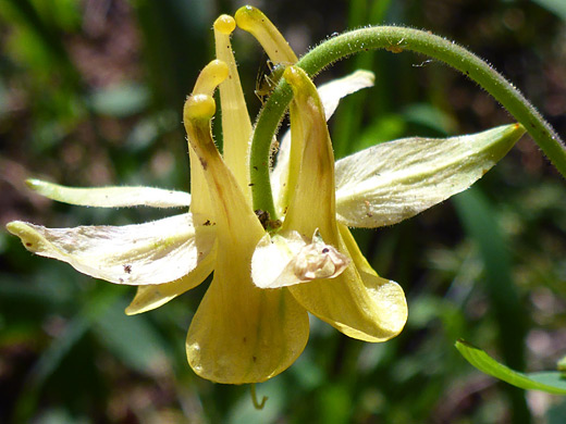 Golden Columbine; Nodding yellow flower - aquilegia flavescens, Notch Mountain Trail, Uinta Mountains, Utah