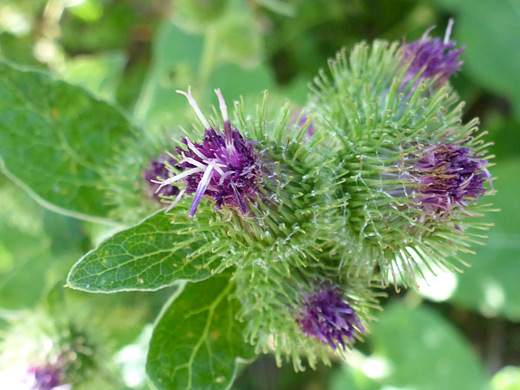 Common Burdock; Purple florets and green phyllaries of arctium minus; Cascade Springs, Uinta-Wasatch-Cache National Forest, Utah