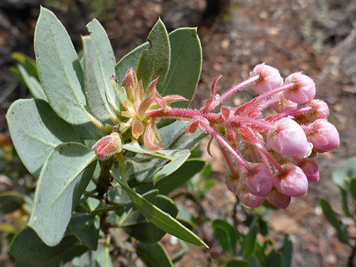 Pringle Manzanita; Leaves and flowers of arctostaphylos pringlei - Wilson Mountain Trail, Sedona, Arizona