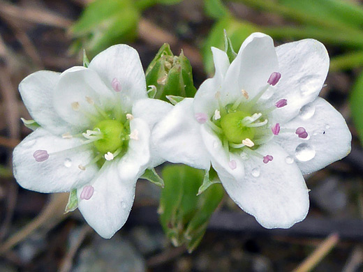 Spreading Sandwort; Two white, green-centered flowers - arenaria lanuginosa along the Arrastra Basin Trail, San Juan Mountains, Colorado
