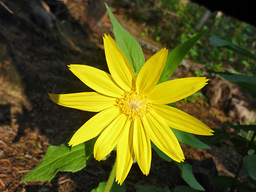 Hairy Arnica; Flower and the uppermost leaves; hairy arnica (arnica mollis) along the Fern Lake Trail, Rocky Mountain National Park, Colorado