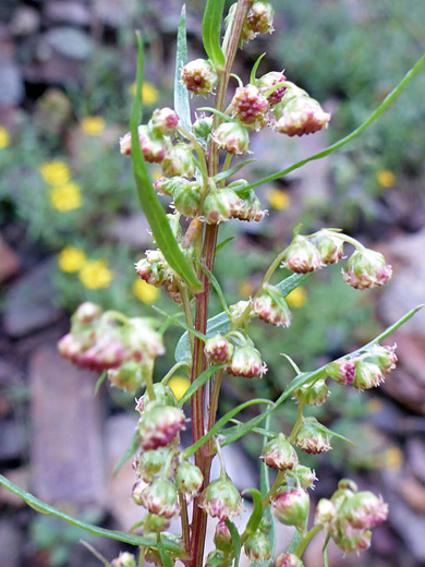 Wild Tarragon; Nodding flowerheads of artemisia dracunculus along the Arrastra Basin Trail, San Juan Mountains, Colorado