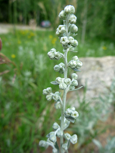 White Sagebrush; White sagebrush (artemisia ludoviciana) in Golden Gate Canyon State Park, Colorado