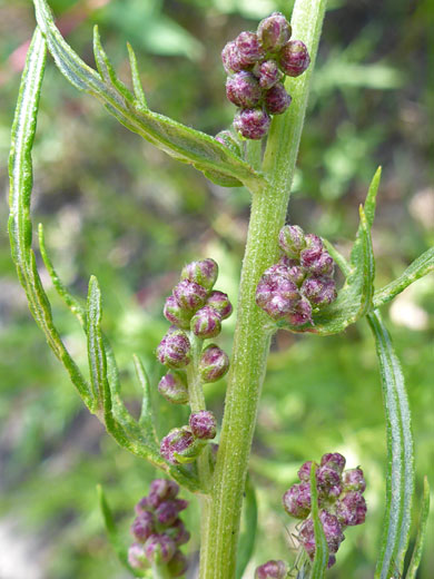 Lemon Sagewort; Artemisia michauxiana (lemon sagewort), South Lake Trail, Sierra Nevada, California