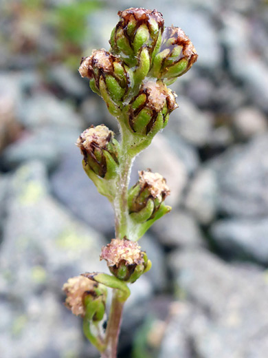 Alpine Sagewort; Developing flowerheads of artemisia norvegica - Arrastra Basin Trail, San Juan Mountains, Colorado