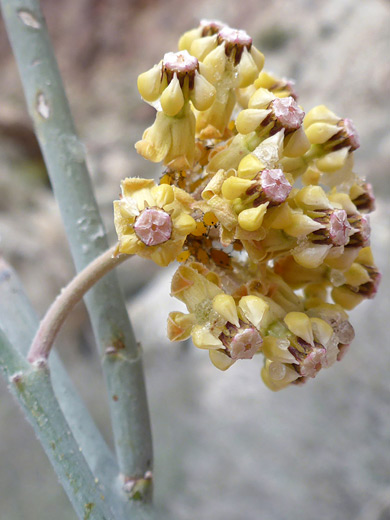 Whitestem Milkweed; Compact inflorescence; asclepias albicans, Pinto Peak, Joshua Tree National Park, California