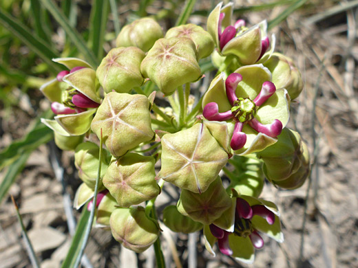 Spider Milkweed; Asclepias asperula, Chimney Rock National Monument, Colorado