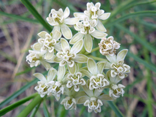 Horsetail Milkweed; Greenish-white flowers - asclepias subverticillata, Wetherill Mesa, Mesa Verde National Park, Colorado