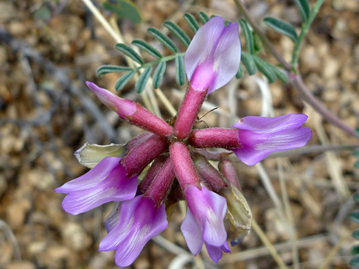 Halfmoon Milkvetch; Purple flowers of astragalus allochrous, along the Casner Canyon Trail, Sedona, Arizona