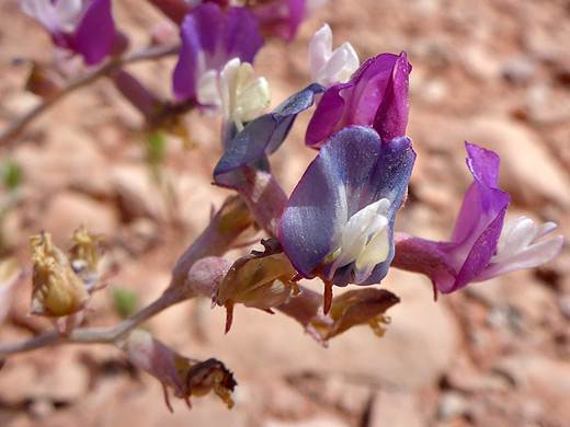 Torrey's Milkvetch; Purple, white and blue petals of astragalus calycosus - Courthouse Butte Trail, Sedona, Arizona