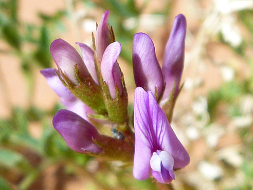 Freckled Milkvetch; Pinkish purple flowers of the freckled milkvetch (astragalus lentiginosus), in Ferry Swale Canyon, near Glen Canyon