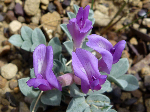 Missouri Milkvetch; Four purple flowers of Missouri milkvetch (astragalus missouriensis), along the South Mesa Trail in Chaco Culture NHP, New Mexico