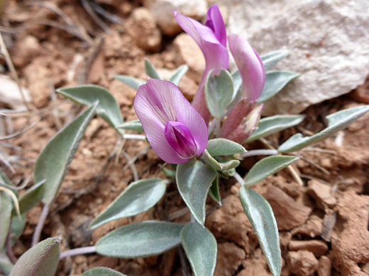 Ferron Milkvetch; Three flowers of astragalus musiniensis, and part of a seed pod - in Red Canyon, Capitol Reef National Park, Utah