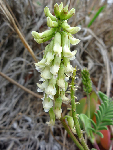 Nuttall's Milkvetch; Astragalus nuttallii var virgatus, Mendocino Headlands State Park, California