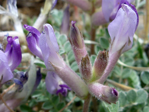 Ashen Milkvetch; Flowers of astragalus tephrodes with hairy calyces, along the Casner Canyon Trail, Sedona, Arizona